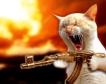 chat